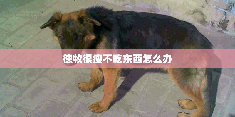德牧很瘦不吃东西怎么办
