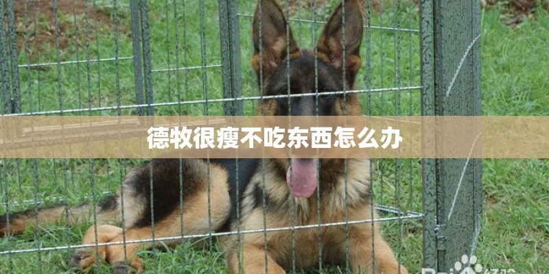 德牧很瘦不吃东西怎么办