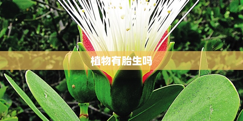 植物有胎生吗