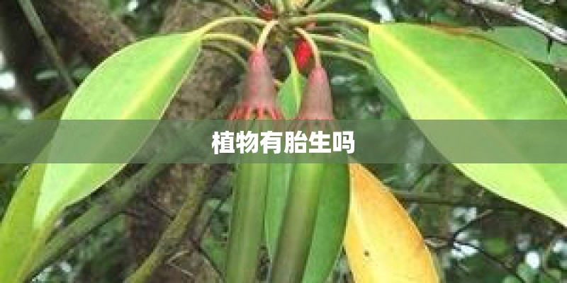 植物有胎生吗