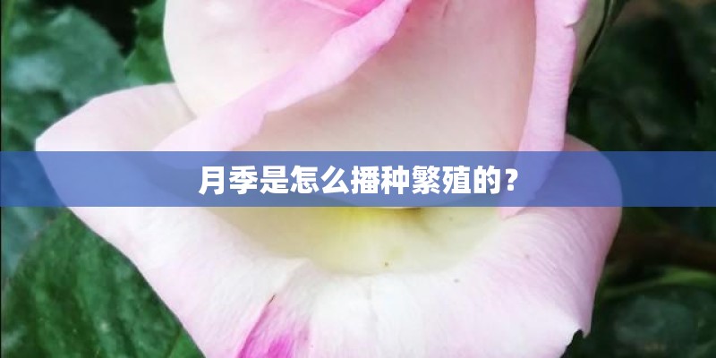 月季是怎么播种繁殖的？