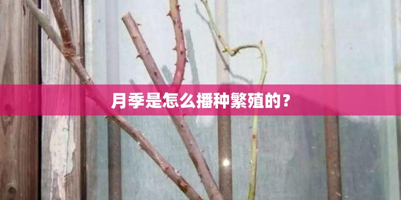 月季是怎么播种繁殖的？