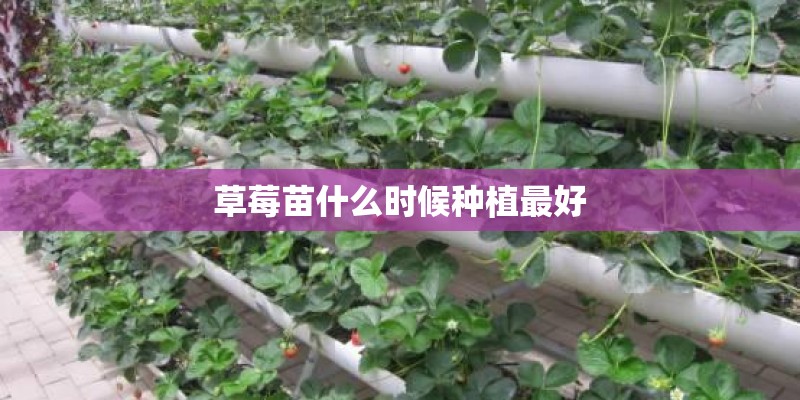 草莓苗什么时候种植最好