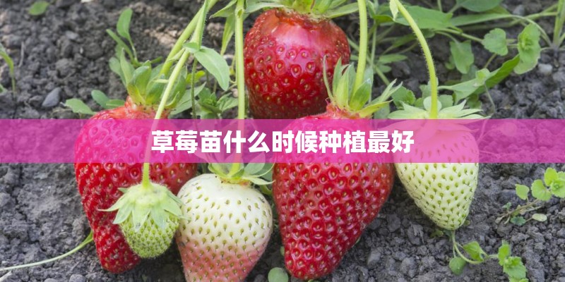 草莓苗什么时候种植最好