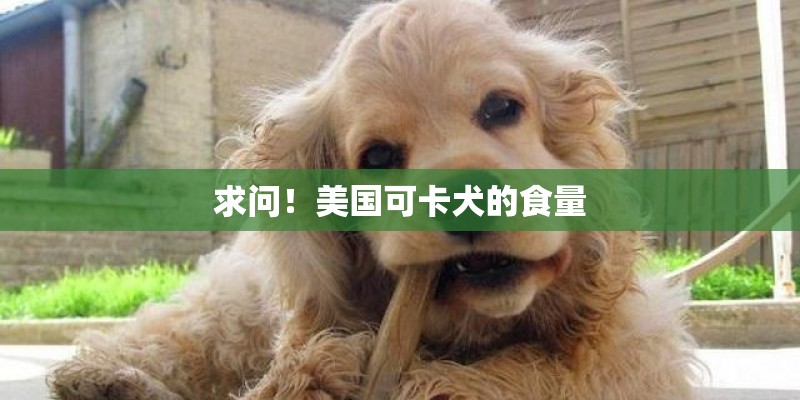 求问！美国可卡犬的食量