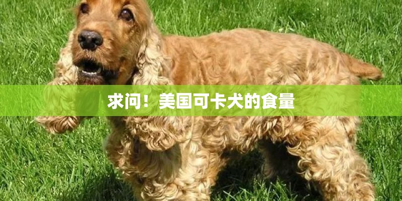 求问！美国可卡犬的食量