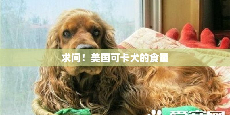 求问！美国可卡犬的食量