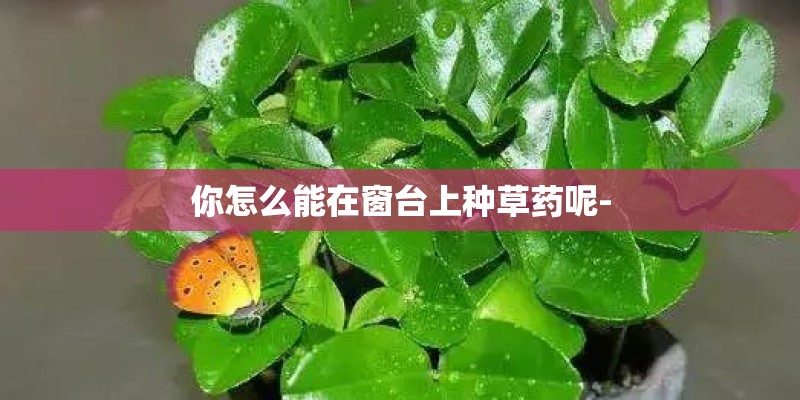 你怎么能在窗台上种草药呢-