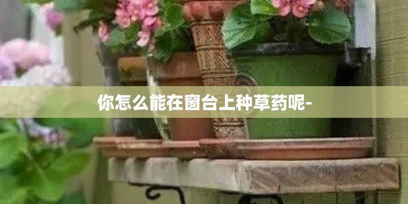 你怎么能在窗台上种草药呢-