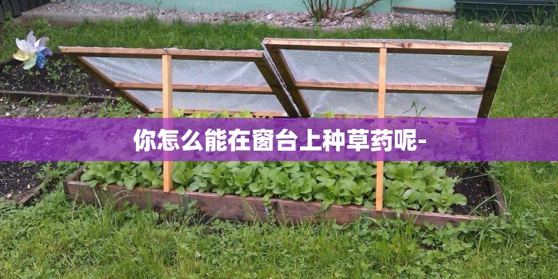 你怎么能在窗台上种草药呢-