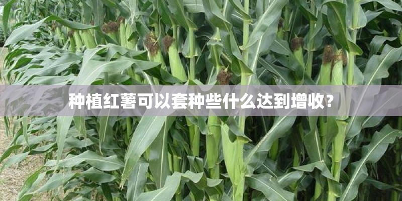 种植红薯可以套种些什么达到增收？