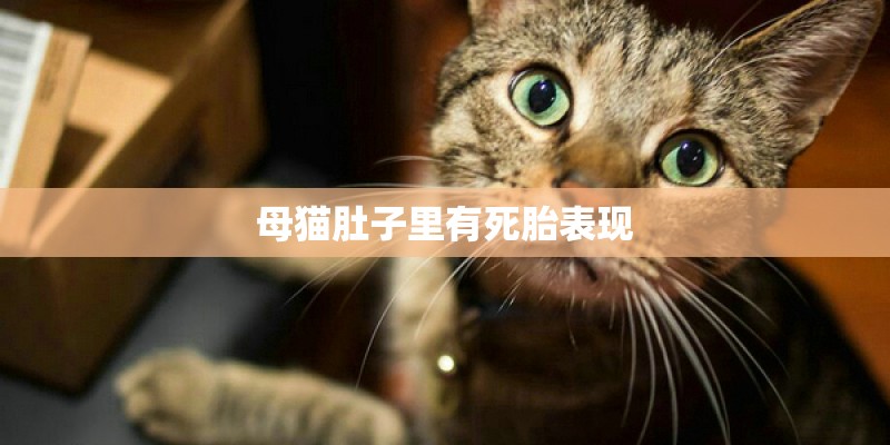 母猫肚子里有死胎表现