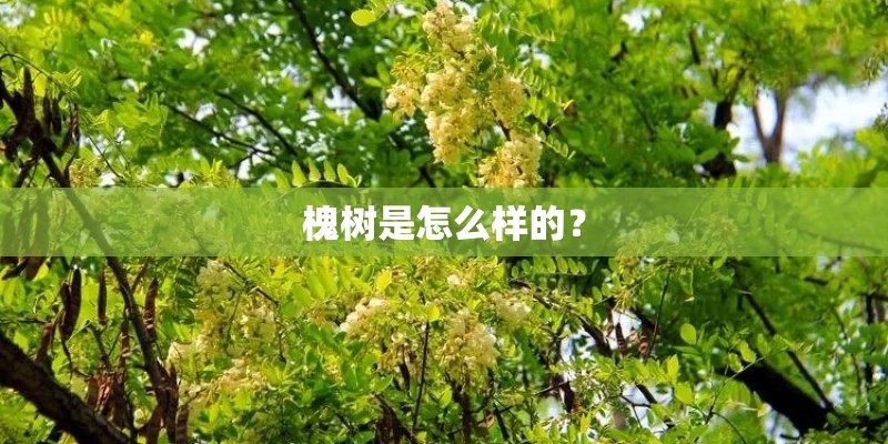 槐树是怎么样的？