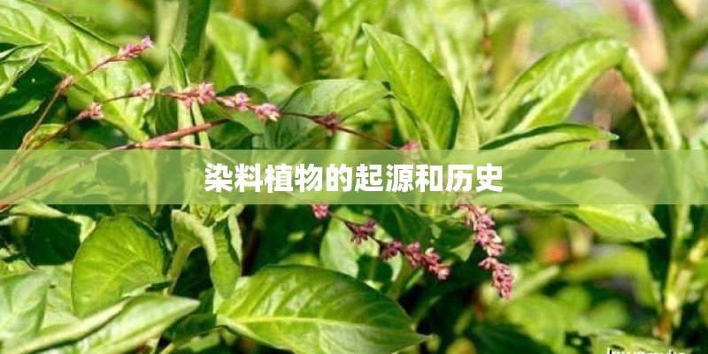 染料植物的起源和历史