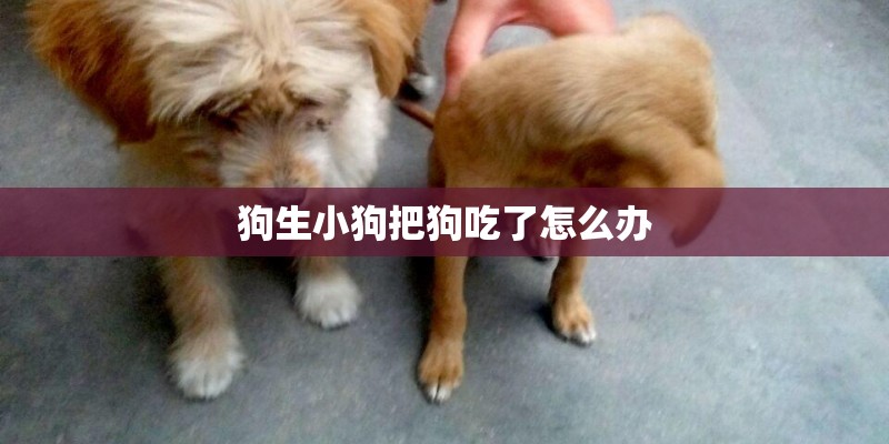 狗生小狗把狗吃了怎么办