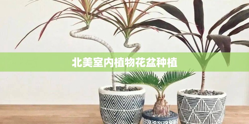 北美室内植物花盆种植