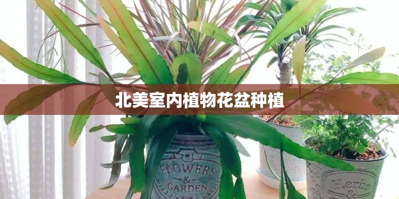 北美室内植物花盆种植