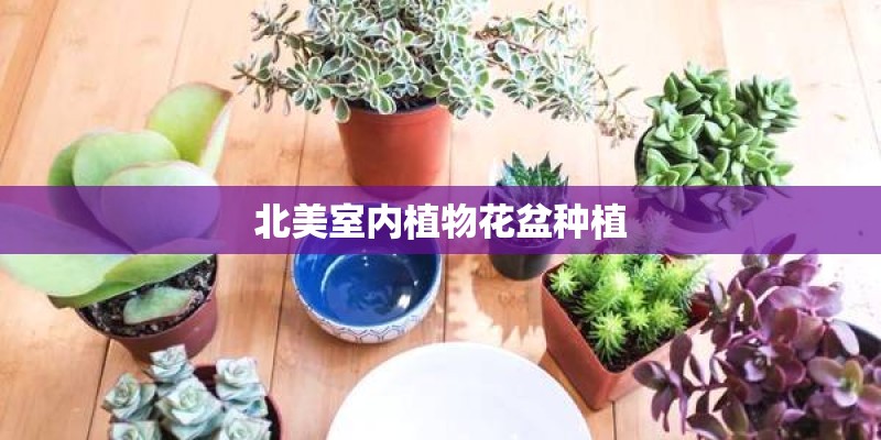 北美室内植物花盆种植