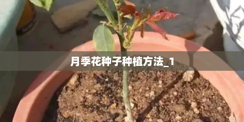 月季花种子种植方法_1