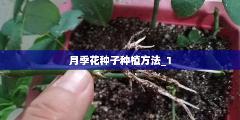 月季花种子种植方法_1