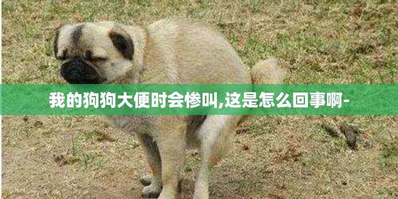 我的狗狗大便时会惨叫,这是怎么回事啊-