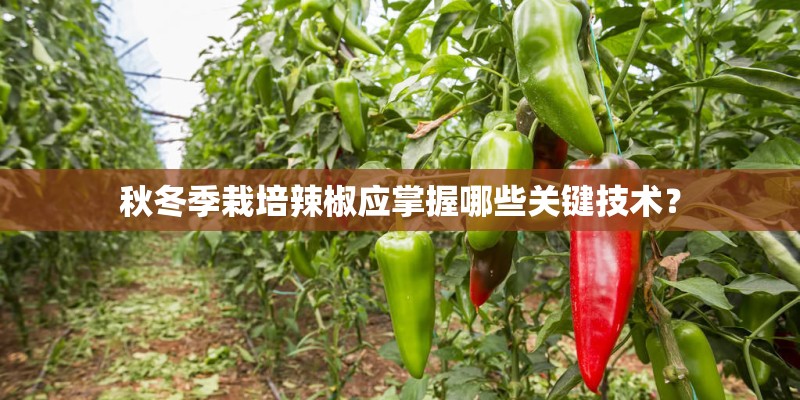 秋冬季栽培辣椒应掌握哪些关键技术？