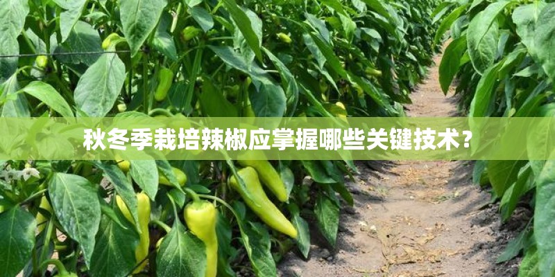 秋冬季栽培辣椒应掌握哪些关键技术？