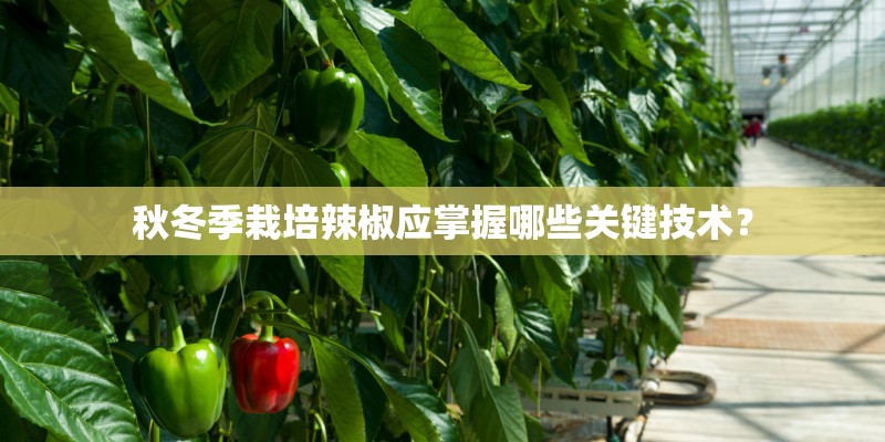 秋冬季栽培辣椒应掌握哪些关键技术？