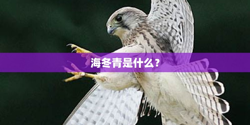 海冬青是什么？