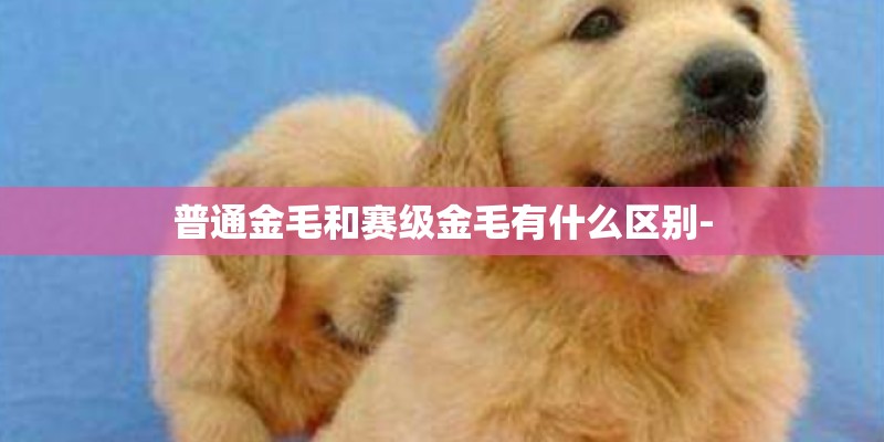 普通金毛和赛级金毛有什么区别-