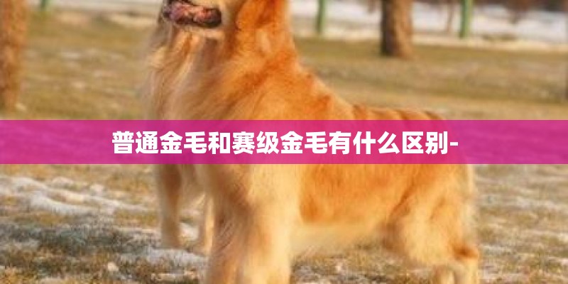 普通金毛和赛级金毛有什么区别-
