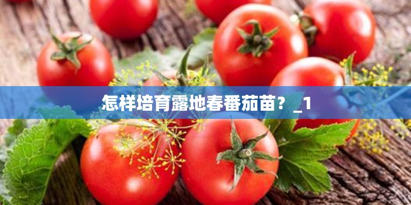怎样培育露地春番茄苗？_1
