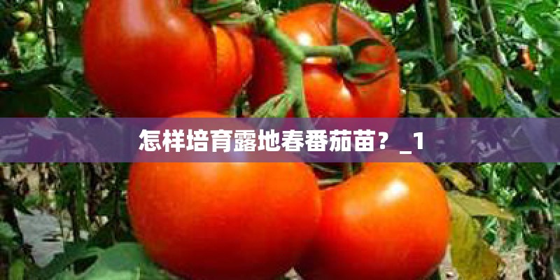 怎样培育露地春番茄苗？_1