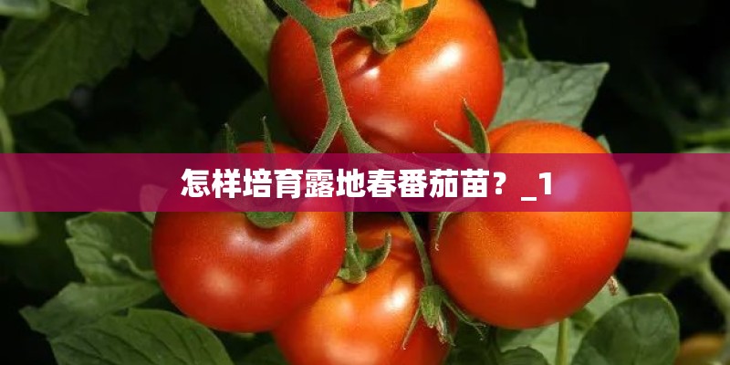 怎样培育露地春番茄苗？_1
