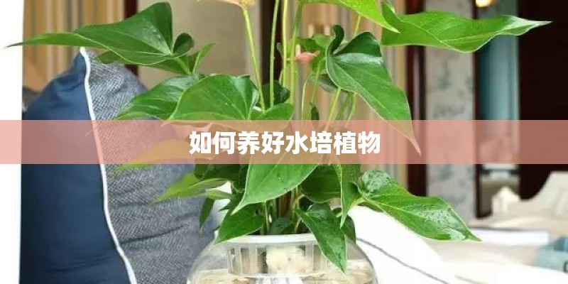 如何养好水培植物