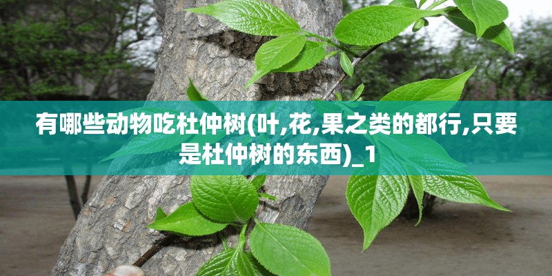 有哪些动物吃杜仲树(叶,花,果之类的都行,只要是杜仲树的东西)_1