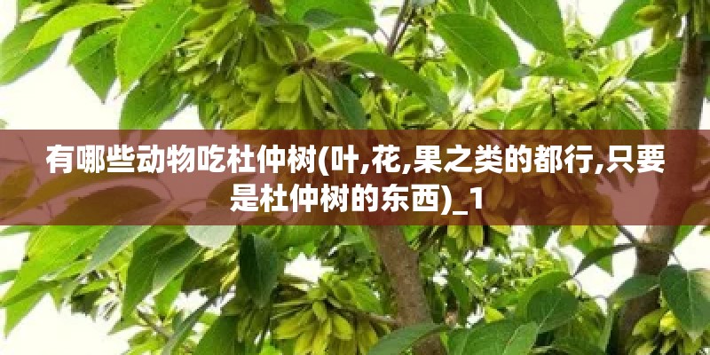 有哪些动物吃杜仲树(叶,花,果之类的都行,只要是杜仲树的东西)_1