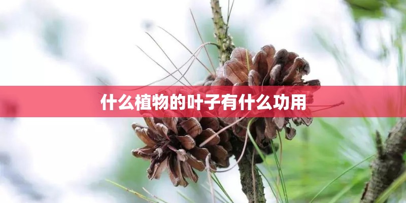 什么植物的叶子有什么功用