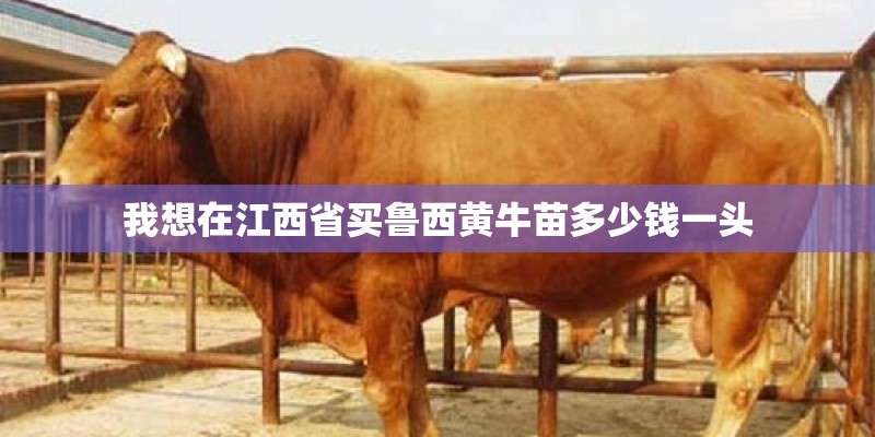 我想在江西省买鲁西黄牛苗多少钱一头