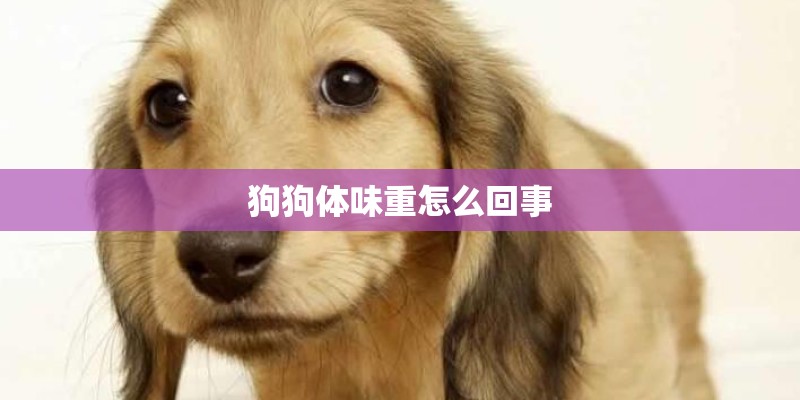 狗狗体味重怎么回事