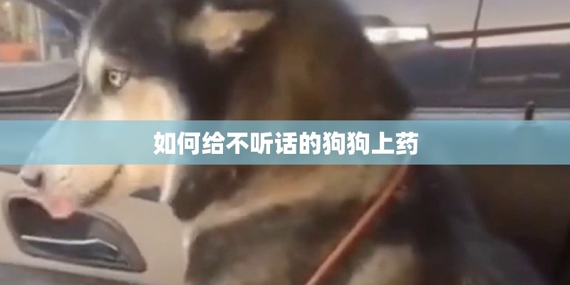 如何给不听话的狗狗上药