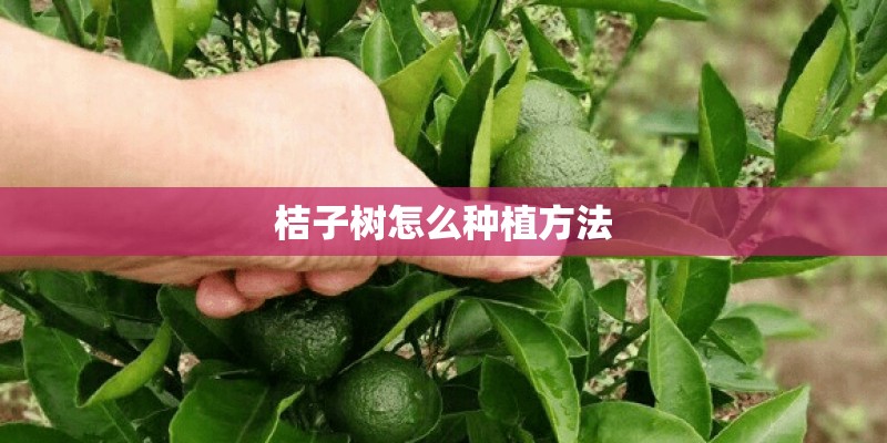桔子树怎么种植方法
