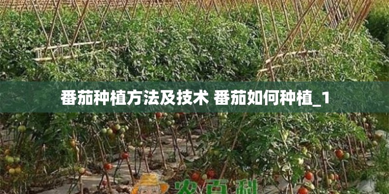 番茄种植方法及技术 番茄如何种植_1