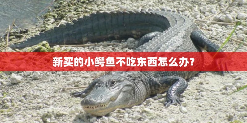 新买的小鳄鱼不吃东西怎么办？