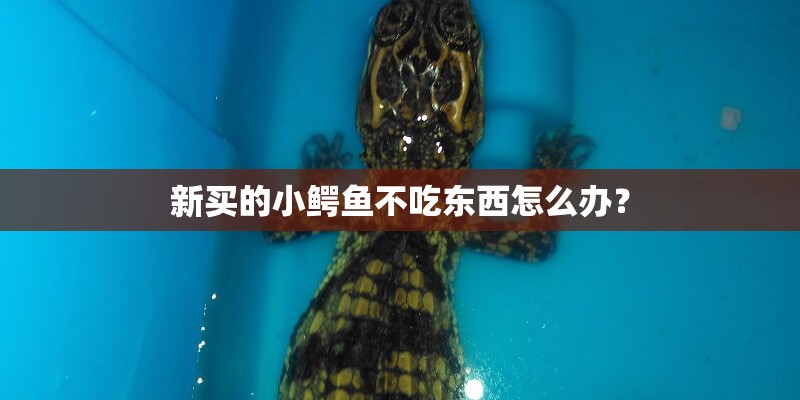 新买的小鳄鱼不吃东西怎么办？
