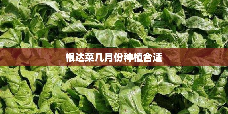 根达菜几月份种植合适