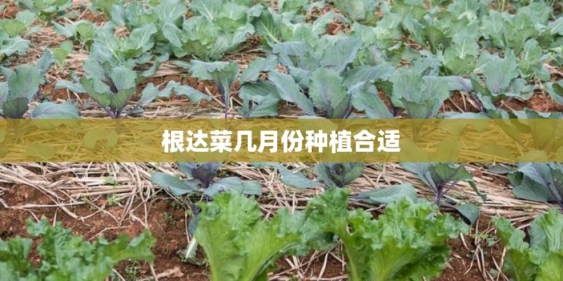 根达菜几月份种植合适