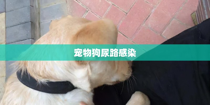 宠物狗尿路感染