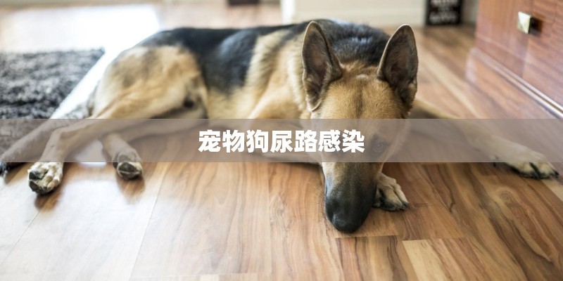 宠物狗尿路感染