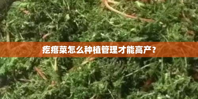 疙瘩菜怎么种植管理才能高产？